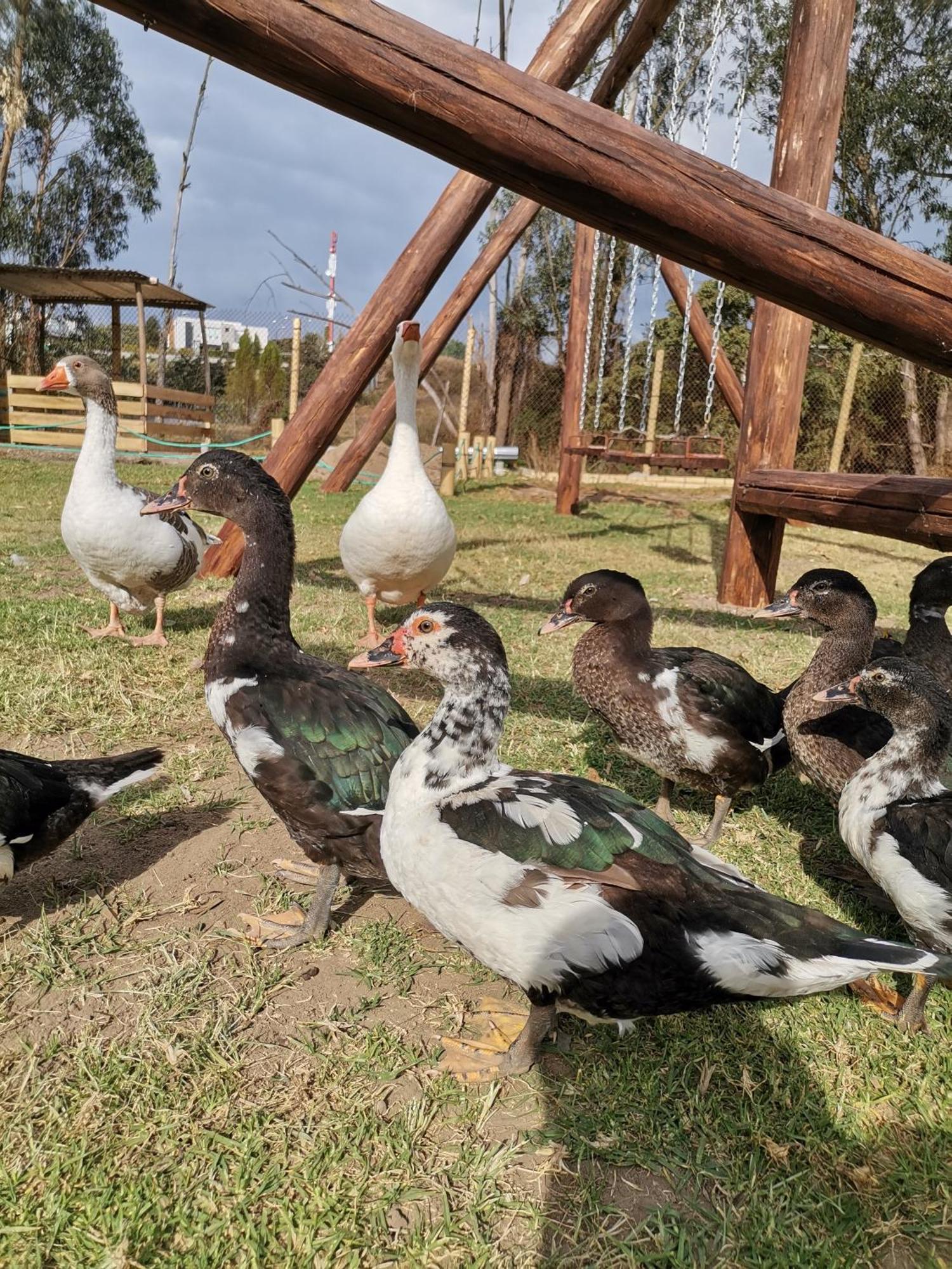 La Granja De Papa Alberto Puembo Exteriör bild